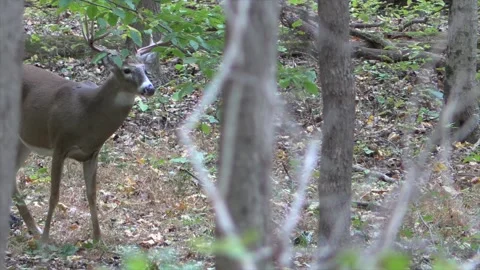 10 point buck deer standing alert looking around forest Stock Footage 132581350