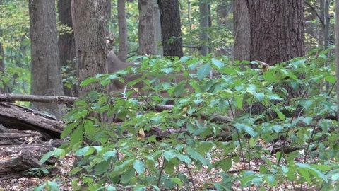 10 point buck deer walking slow through forest Stock Footage 118766544