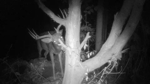 10 point buck at  night rubbing antlers on tree smelling eating bark very clo Stock Footage 118767375