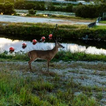 10 Point Buck Stock Photos