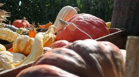 10 Sec Pumpkins and squash.mp4 Stock Footage 9169646