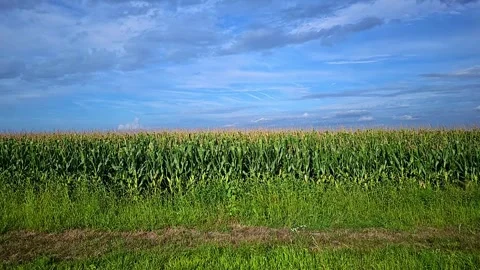 10 second clip of a cornfield from a fixed position in 4K Stock Footage 250101854