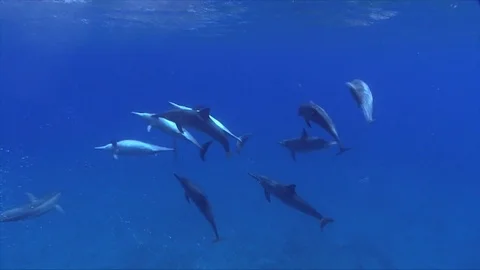 10 Spinner Dolphins Play At The Surface Creating A Saltwater Bubble Screen Stock Footage 82050630