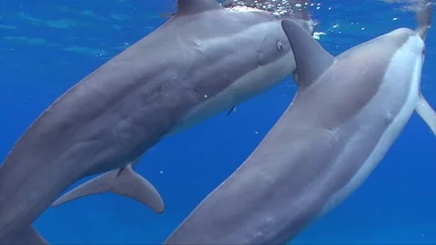 10 Spinner Dolphins Surface Close To Camera Then Swim To Sandy Bottom Stock Footage 82049404