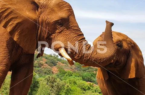 10 Two Friendly African Elephant close encounter sanctuary Stock Photos