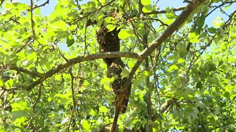 100. The beekeeper removes a swarm of bees from a tree. Video stock 93281903