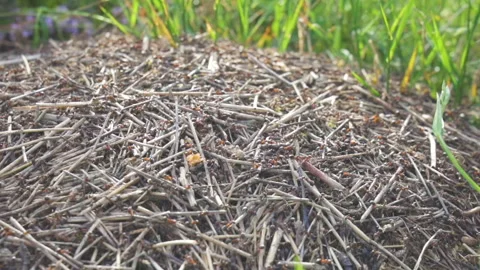 100 fps slow motion video of ants working on nest Stock Footage 131396165