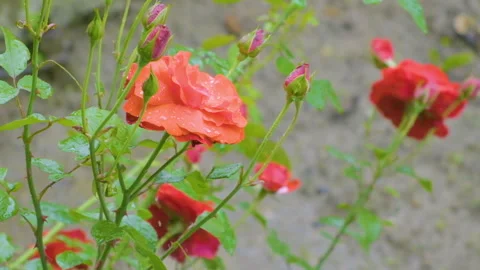 100 fps slow motion video of rain drops on blooming re rose Stock Footage 133113750