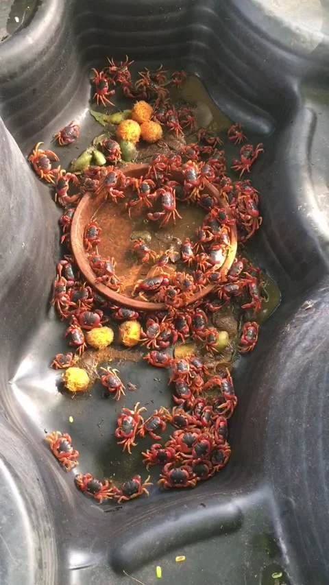 100 Gecarcinus lateralis crabs in a container Stock Footage 205529090