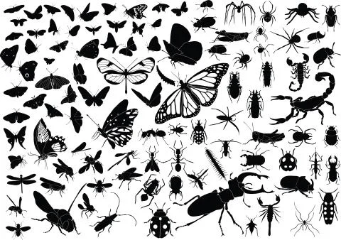 100 insects Stock Illustration