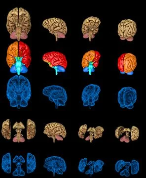 100 megapixels set - human brain with x-ray examination images Illustrazione stock