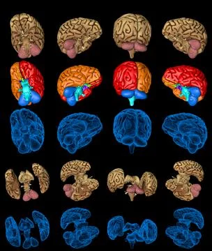 100 megapixels set - human brain with rontgen style image and highlighted Illustrazione stock