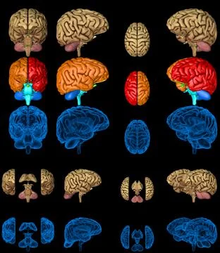 100 megapixels set - human brain with x 스톡 일러스트