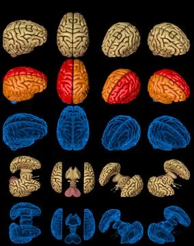 100 megapixels set - human brain with rontgen style image and highlighted Illustrazione stock