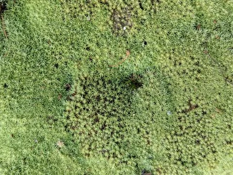 100% Moss Stock Photos