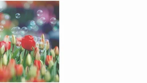 100 Photo Show Стоковые After Effects