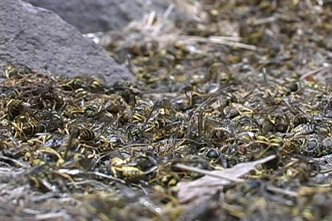 1000 Dead Wasps 01 Stock Footage 100561