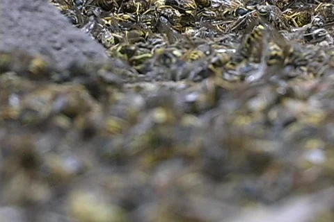 1000 Dead Wasps 02 Stock Footage 100564