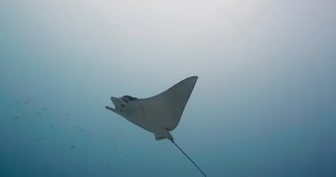 1000 - Eagle Ray in Laamu Atoll in the Maldives Stock Footage 275885844