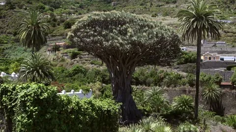 1000 Year Old Dragon Tree Stock Footage 11336604