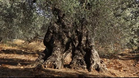 1000 year old olive tree in orchard Stockbeeldmateriaal 916224