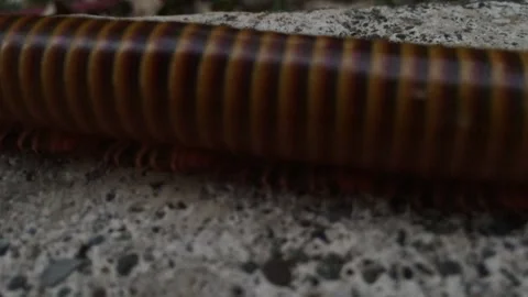 10,000 legs Stock Footage 292535134