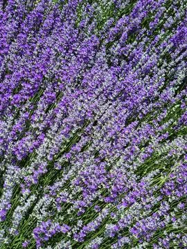 1000044314 Foto stock