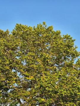 1000058810 Stock Photos