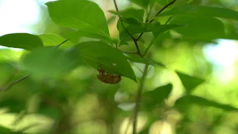 100093, Insect cicada shell on leaf rack focus Stock Footage 109122014
