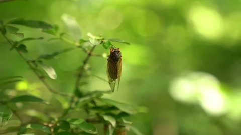 100094, Insect cicada on leaf in forest Stock Footage 109122071
