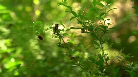 100095, Insect cicada walking on leaf and falling off Stock Footage 109122241