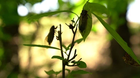100097, Insect cicada on leaf in forest Silhouette Stock Footage 109122282