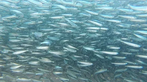 1000's Of Fish / Slow Mo Stock Footage 115515427