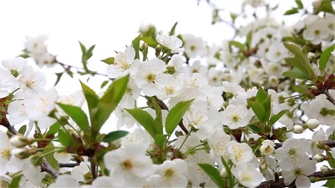 1001 cherry blossoms Stock Footage 74791818