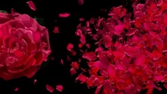 Valentine Rose Blooming Half Face Closeup Petals Falling Alpha Transition 4k