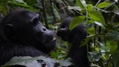 Chimpanzee eating and scratching, 4k.