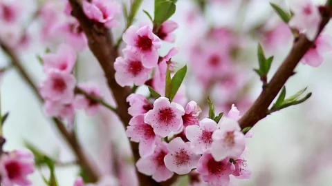1004 Peach blossom Stock Footage 74806218