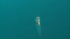 Sea Butterfly swimming in the polar ocean – Underwater shot