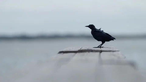 100fps of Crow sitting on waterside dock - 4k Stock Footage 170905436