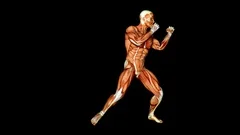 Jab Cross Punch Human Muscles Anatomy Medical Tendons