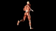 Seamless Running 4k Animation of Human Muscles Anatomy Medical Tendons