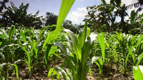 1015(14) 库存影片 290856879