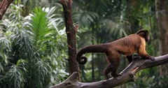 Amazon forest endangered animals. Tufted Capuchin ape monkey on tree branch