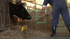 Dairy farmer cleaning a modern stable, while cows is eating. Livestock barn-Dan