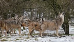 Pack of grey wolves howling. Includes Audio.