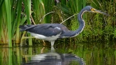 Tricolored Heron Fishing on the Pond. Slow motion.