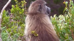 Cute shot of an adult baboon turning around and looking over shoulder on jungle