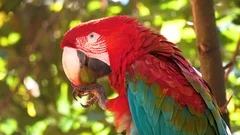 Scarlet Macaw Parrot eating piece of fruit with a blue and yellow Macaw at