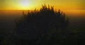 1037 Green Fields Sunset HD Footage