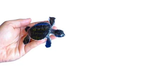 Man holding a newborn Baby Olive Ridley sea